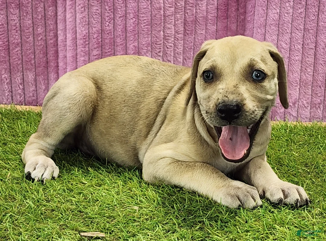 Catahoula Leopard Dog dogs for sale: Duchess 2025 Female 2 - Ad 2