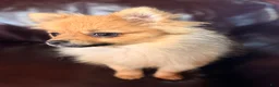 Pomeranian dogs for sale: Winnie - Ad 3