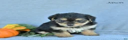Morkie dogs for sale: Jaxon - Ad 4