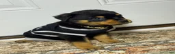 Rottweiler dogs for sale: Rottweiler 1 - Ad 4