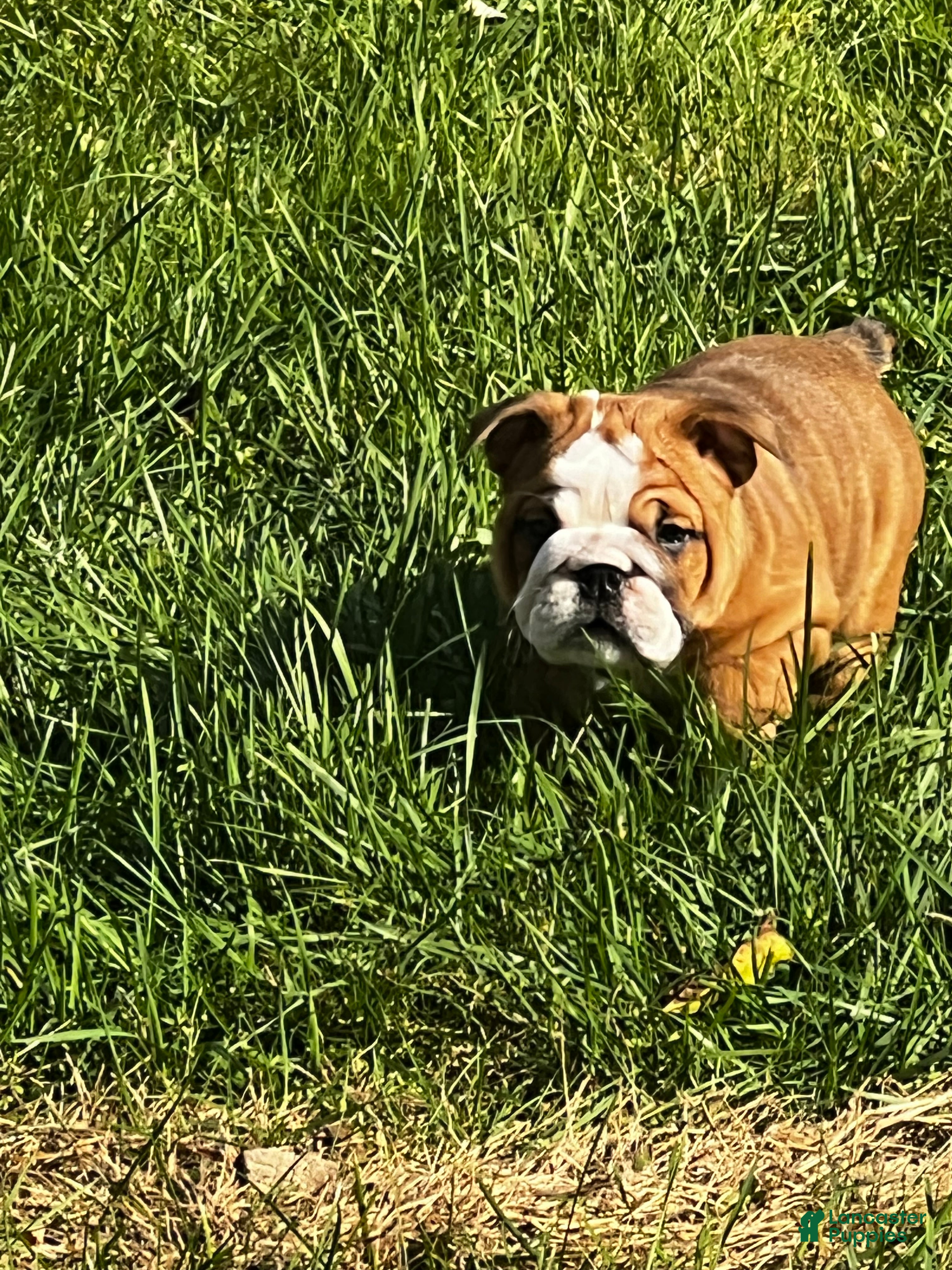 English Bulldog dogs English Bulldog litter of 5 puppies - Ad 24