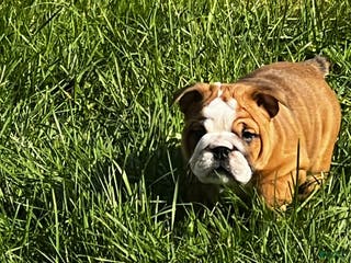 English Bulldog dogs English Bulldog litter of 5 puppies - Ad 36