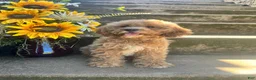 Cavapoo dogs for sale: Lila  - Ad 4