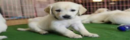 Golden Retriever dogs for sale: Chicory - Ad 35