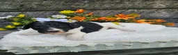Standard Poodle dogs for sale: Selena - Ad 3