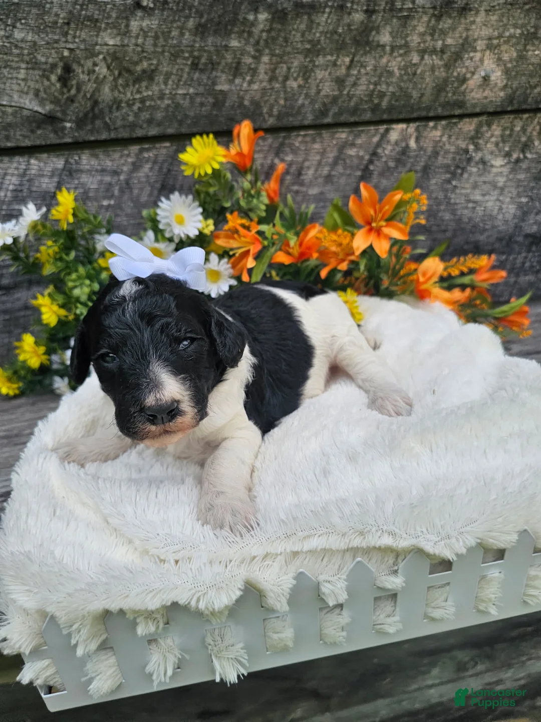 Standard Poodle dogs for sale: Selena - Ad 1