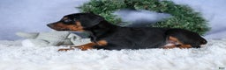 Doberman Pinscher dogs for sale: TITUS - Ad 8