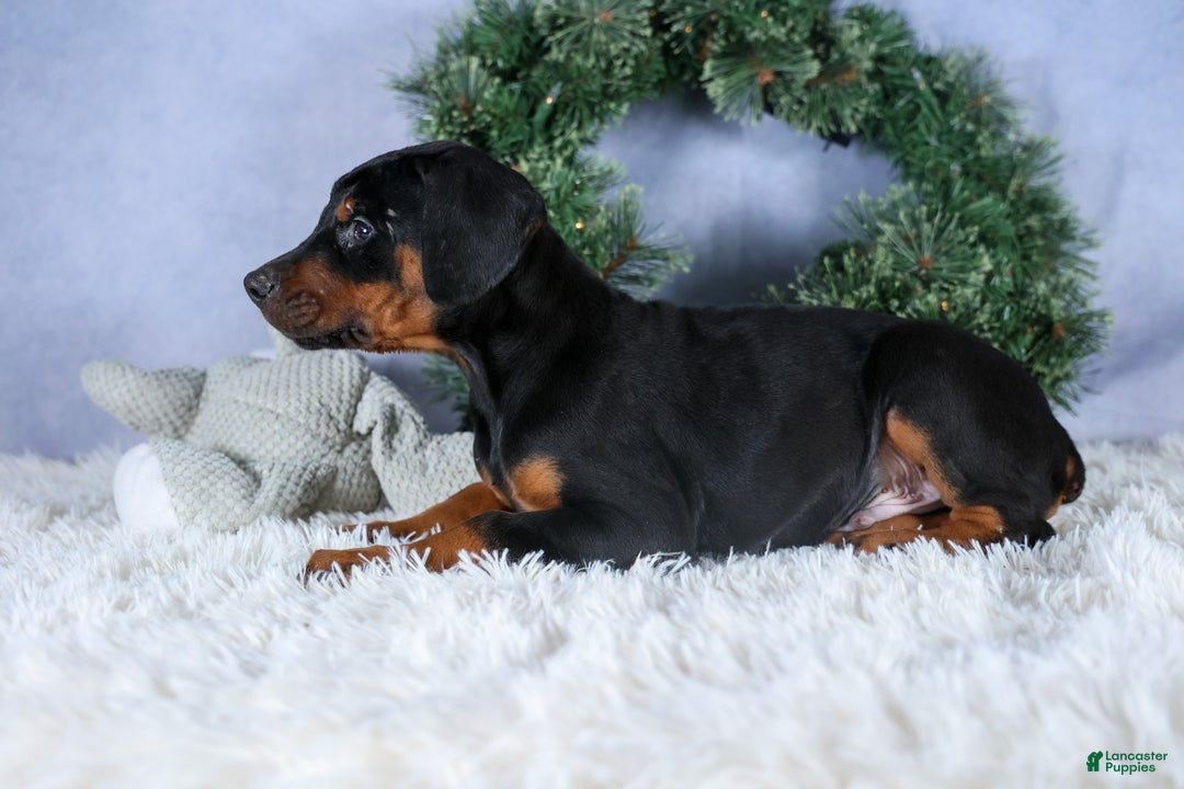 Doberman Pinscher dogs for sale: TITUS - Ad 8