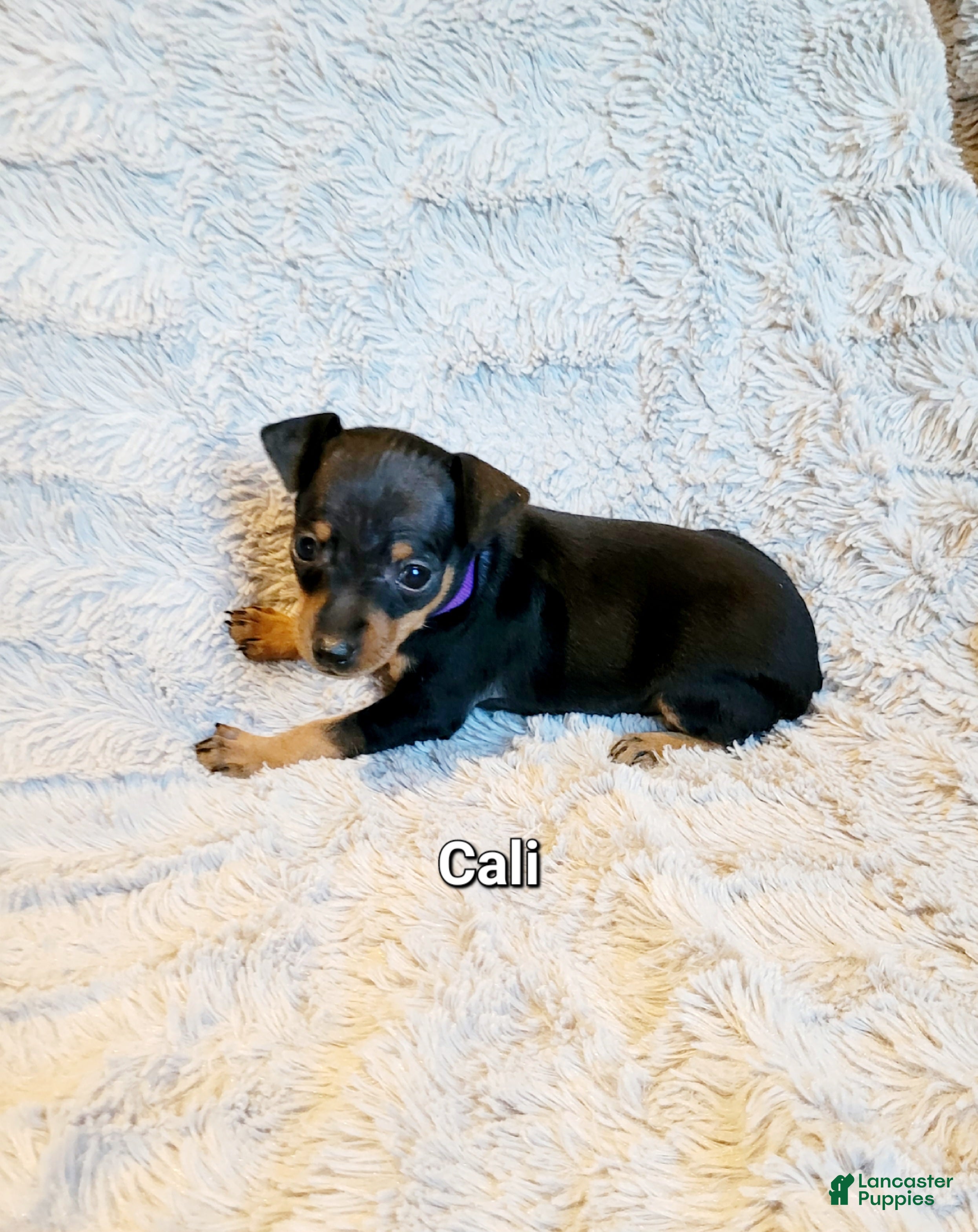 Cali (Miniature Pinscher, Female) in Hamburg, PA