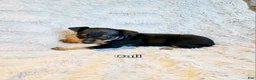 Miniature Pinscher dogs for sale: Cali - Ad 1