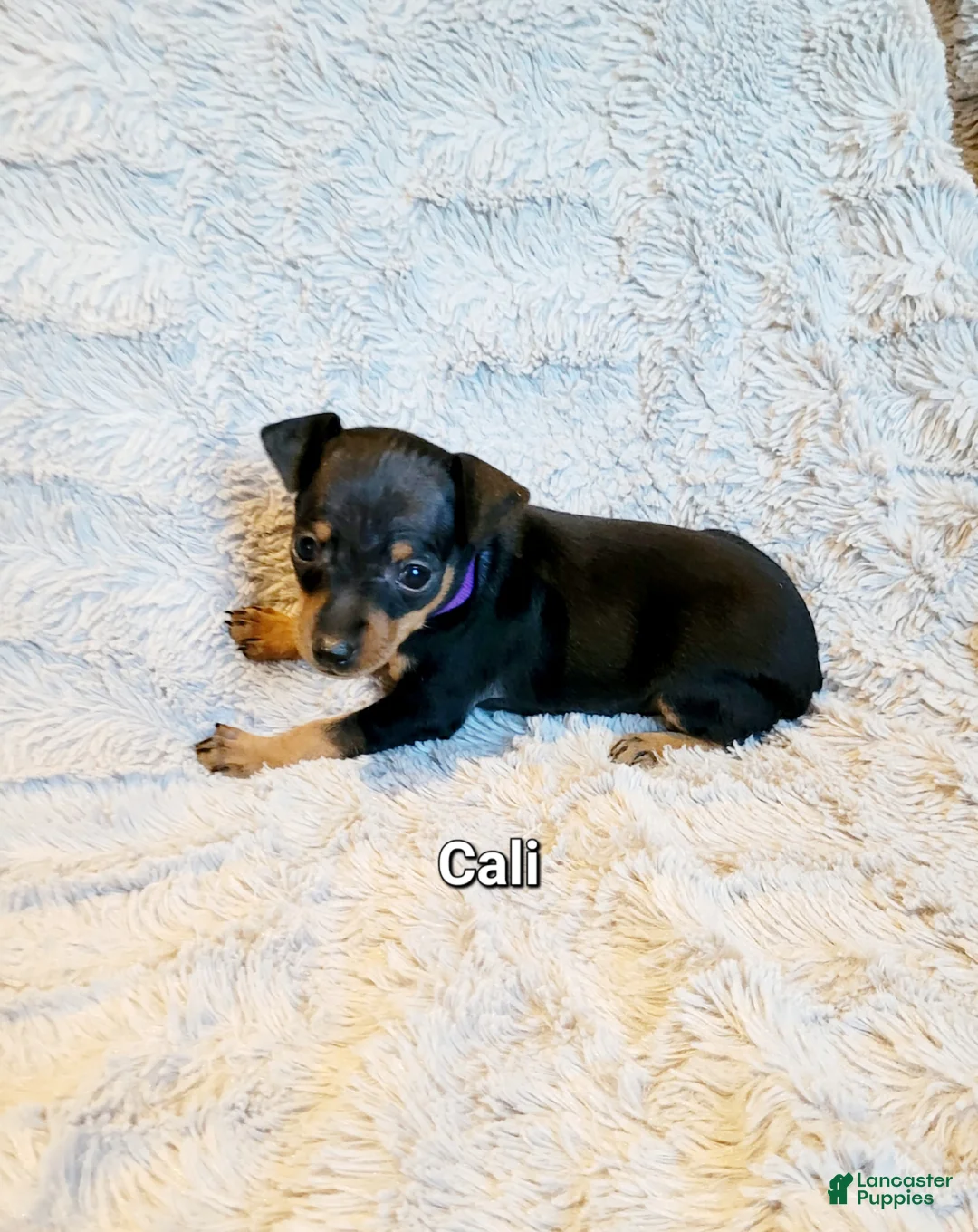 Miniature Pinscher dogs for sale: Cali - Ad 1