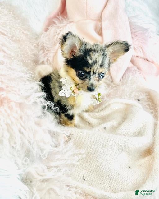 Chihuahua dogs Chihuahua Puppy 1 - Ad 8