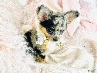 Chihuahua dogs Chihuahua Puppy 1 - Ad 12