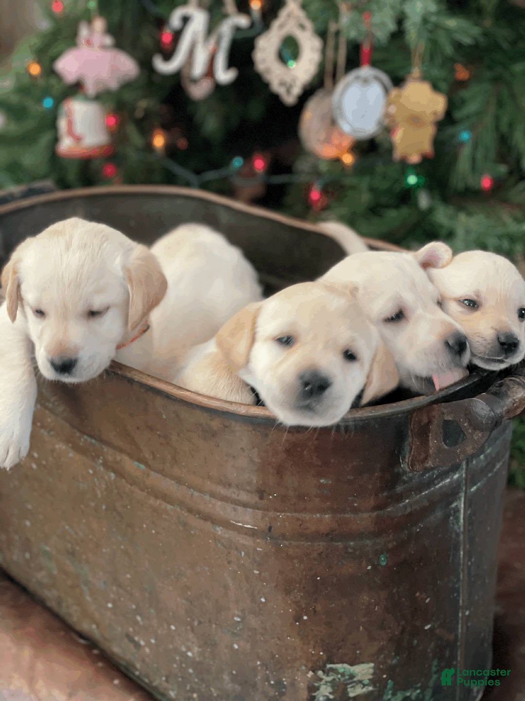 Labrador Retriever dogs for sale: Algonquin-red collar - Ad 21