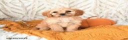 Cavapoo dogs for sale: Daffodil - Ad 7