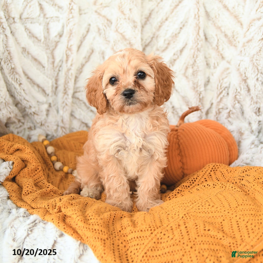 Cavapoo dogs for sale: Daffodil - Ad 7