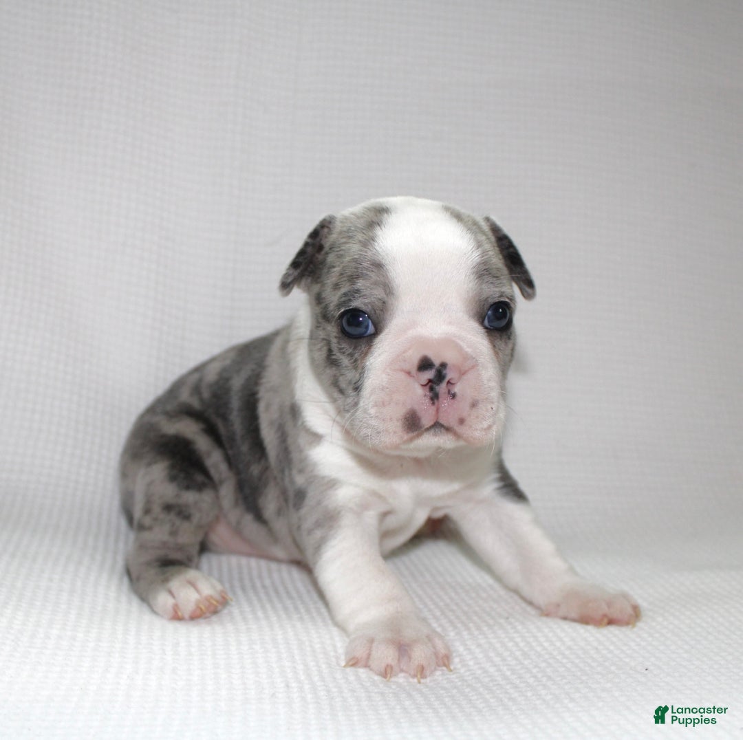 Frenchton dogs for sale: Tucker - Ad 3