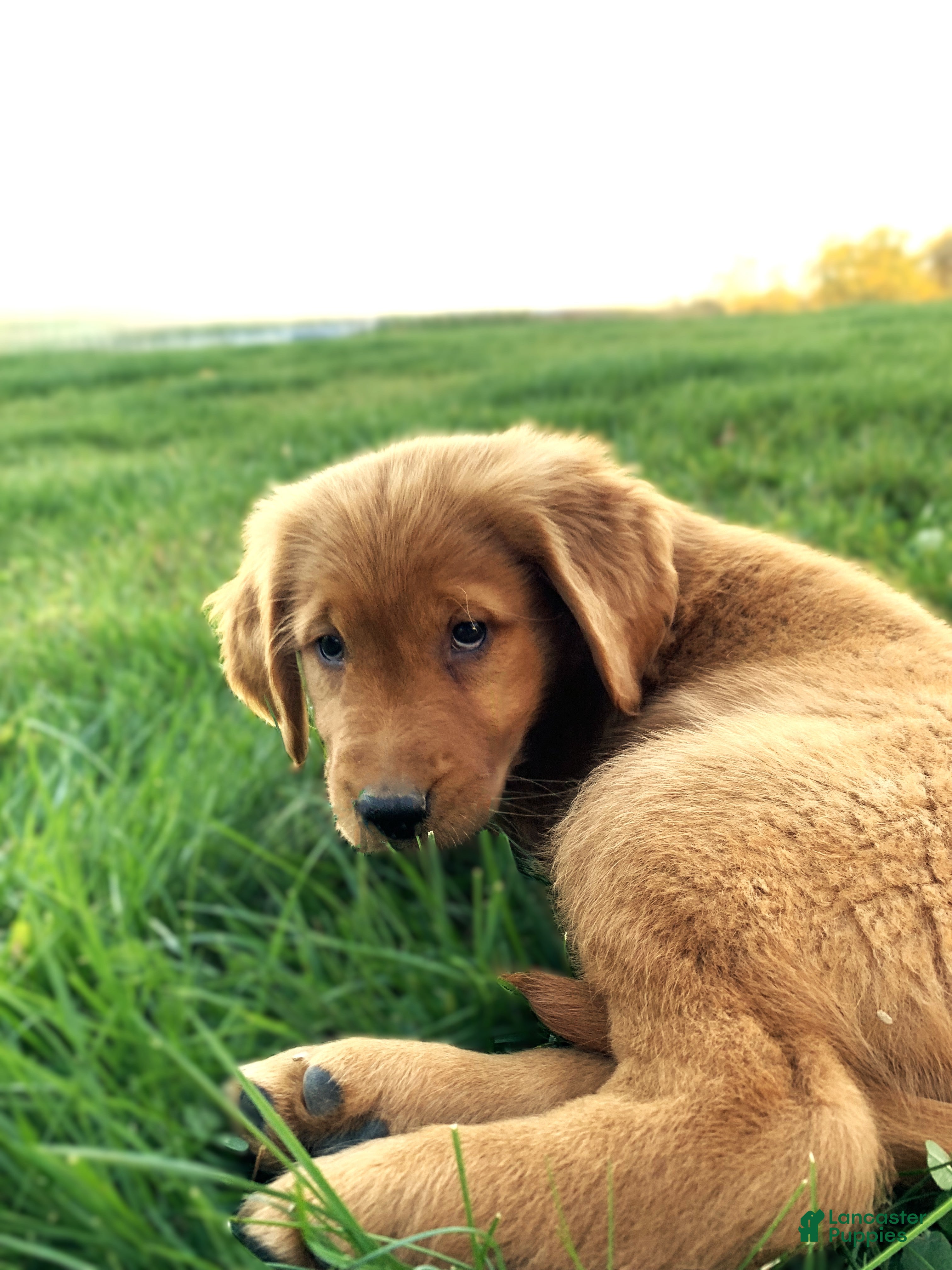 Golden Retriever dogs for sale: Jinx - Ad 1