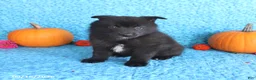 Pomsky dogs for sale: Toby - Ad 4