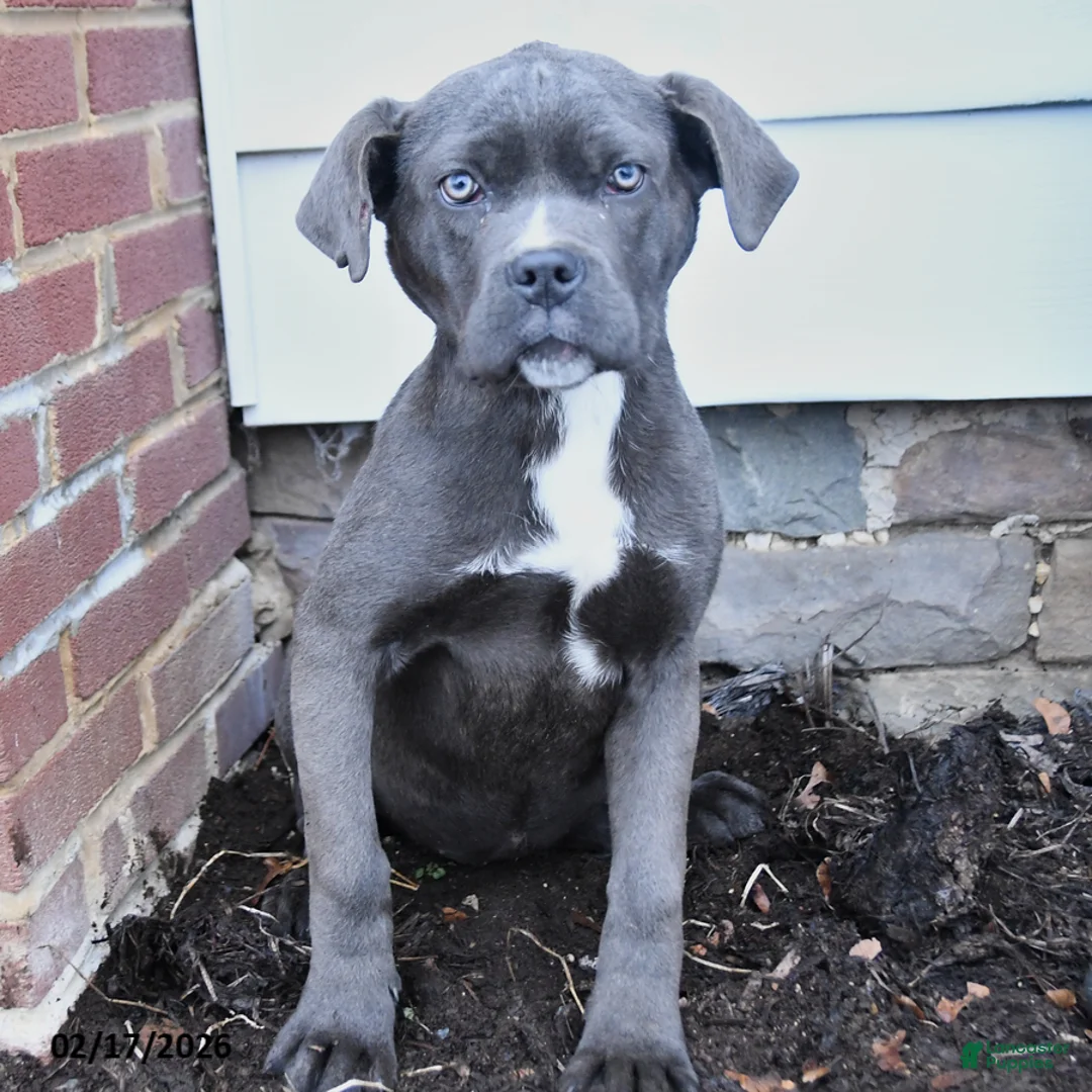 Cane Corso dogs for sale: Autumn - Ad 2