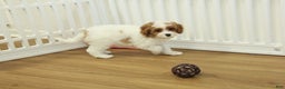 Cavapoo dogs for sale: Maggie - Ad 2