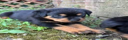 Rottweiler dogs for sale: Rottweiler 4 - Ad 7