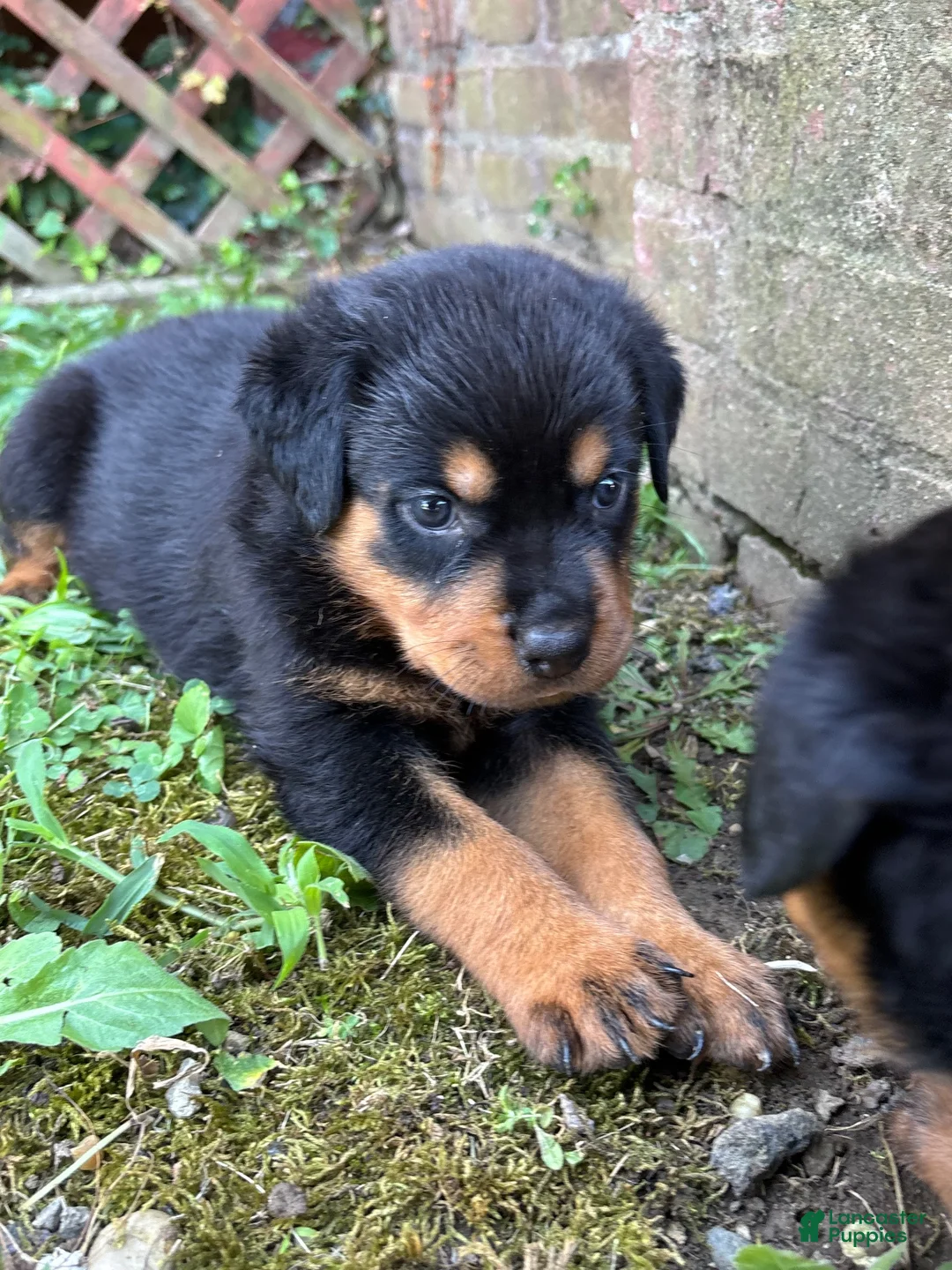 Rottweiler dogs for sale: Rottweiler 4 - Ad 7