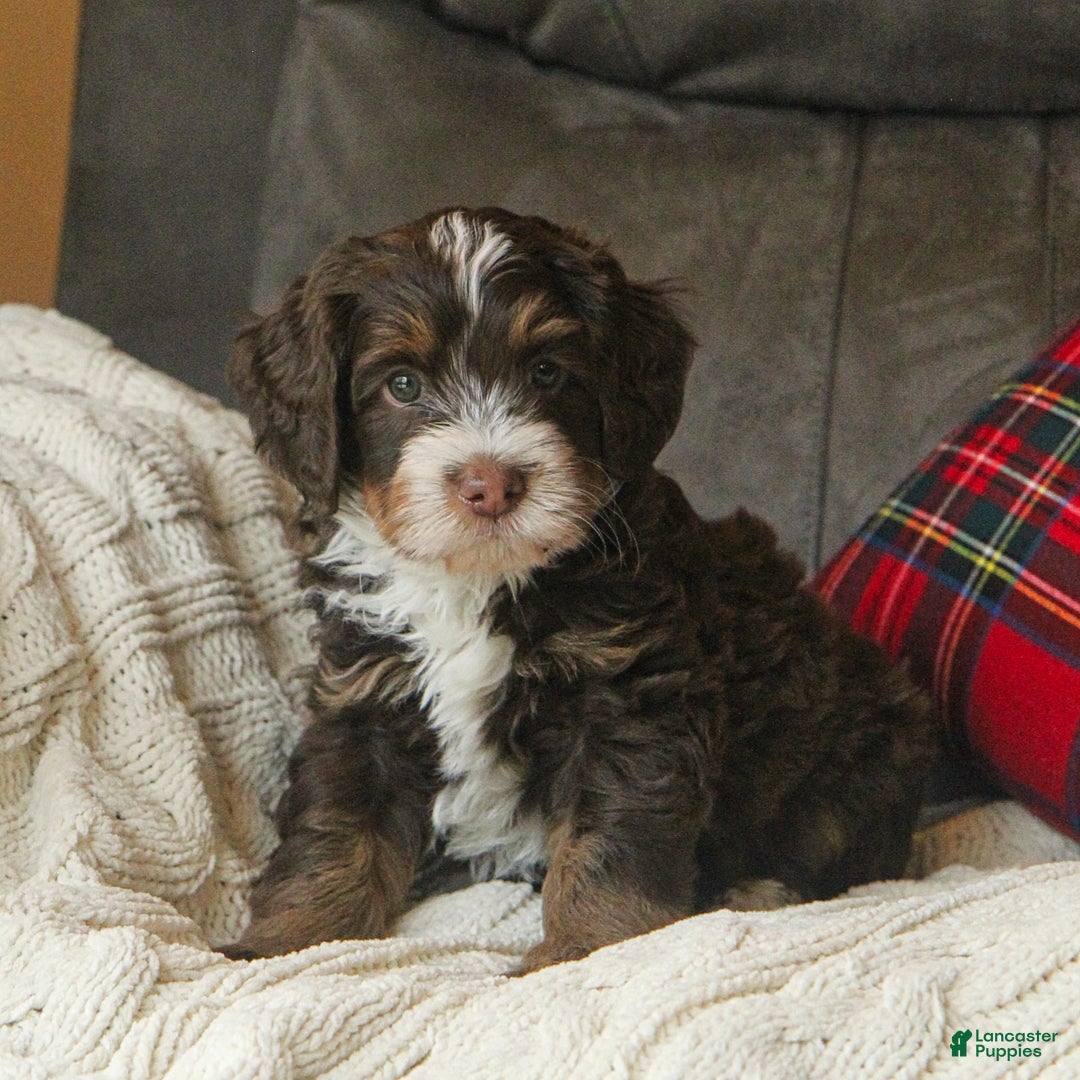 Bernedoodle dogs for sale: Louie Macario - Ad 1
