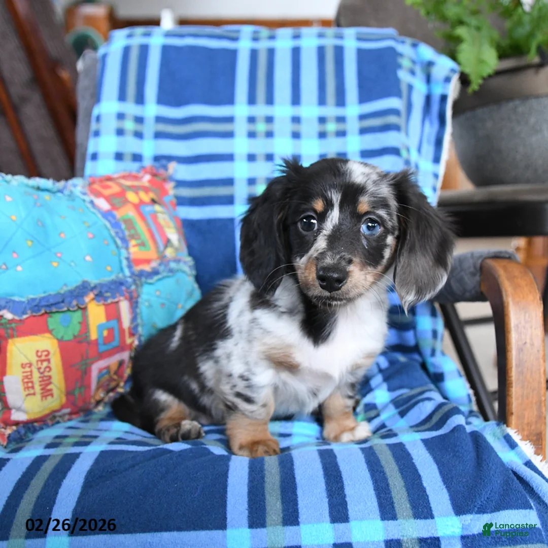 Miniature Dachshund dogs for sale: Lilly - Ad 4