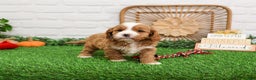 Cavapoo dogs for sale: Gavin - Ad 5