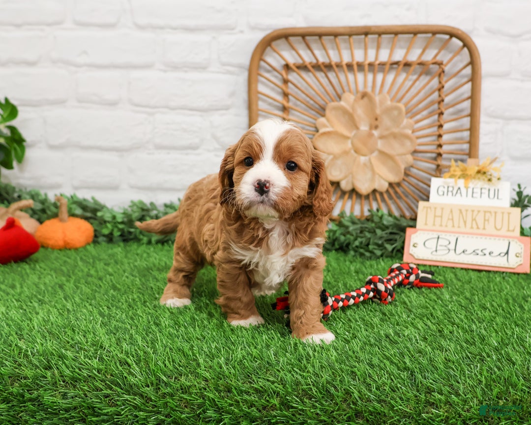 Cavapoo dogs for sale: Gavin - Ad 5