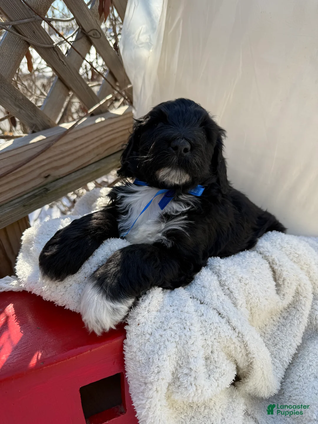 Mixed Breed dogs for sale: Diamont - Ad 3