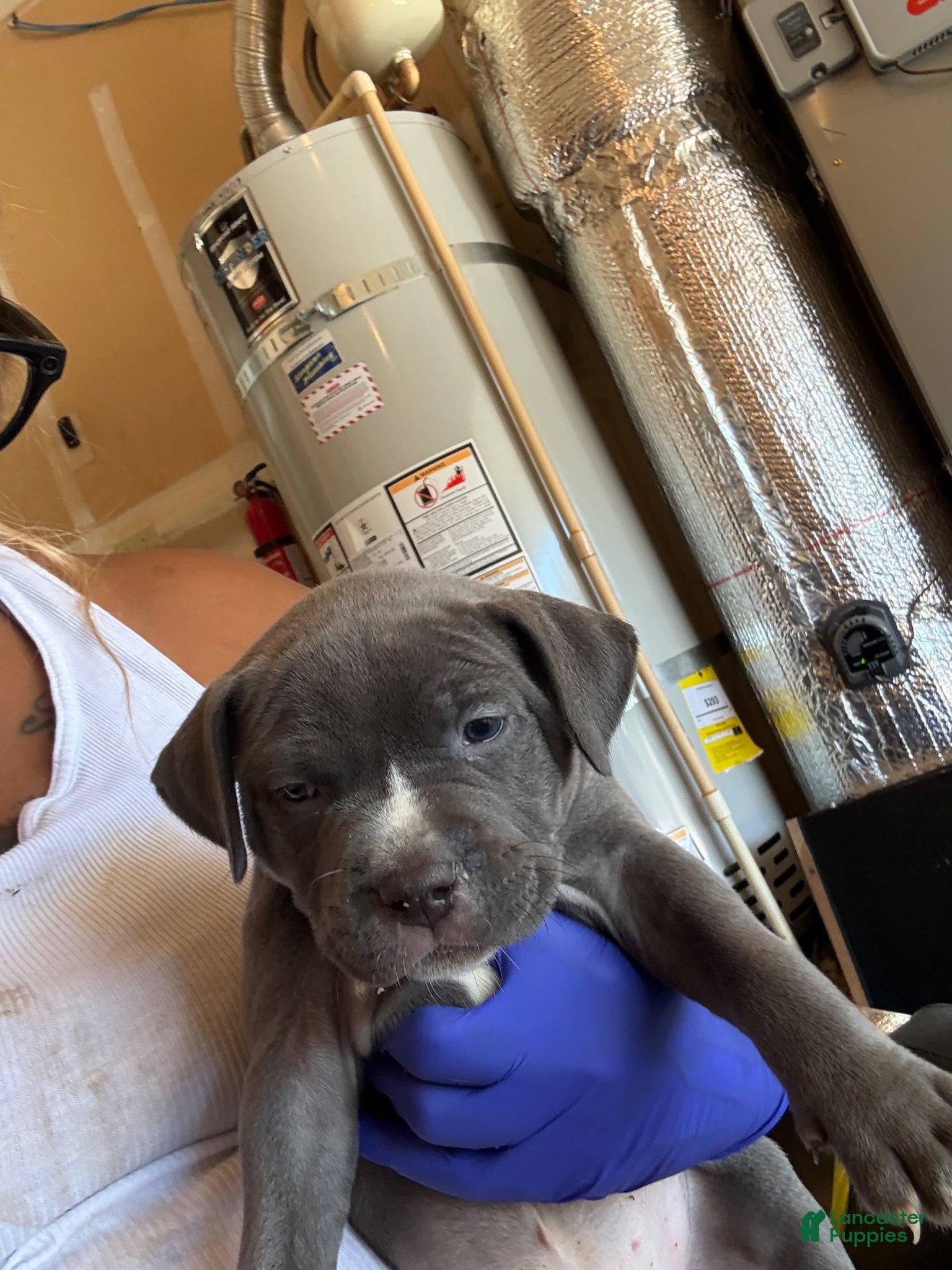 American Bully dogs American Bully 6 - Ad 19