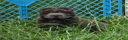 Shar Pei dogs for sale: Troy Bear coat mini Blue  - Ad 3