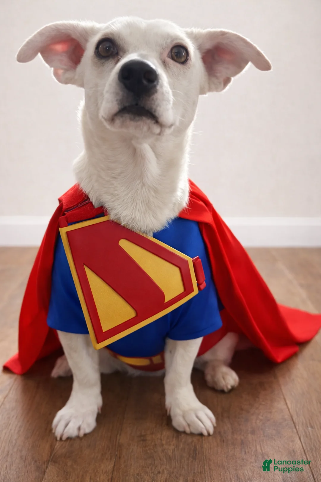 Chipoo dogs for sale: Krypto - Ad 1