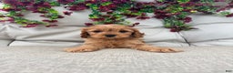 Cavapoo dogs for sale: Jasper - Ad 2