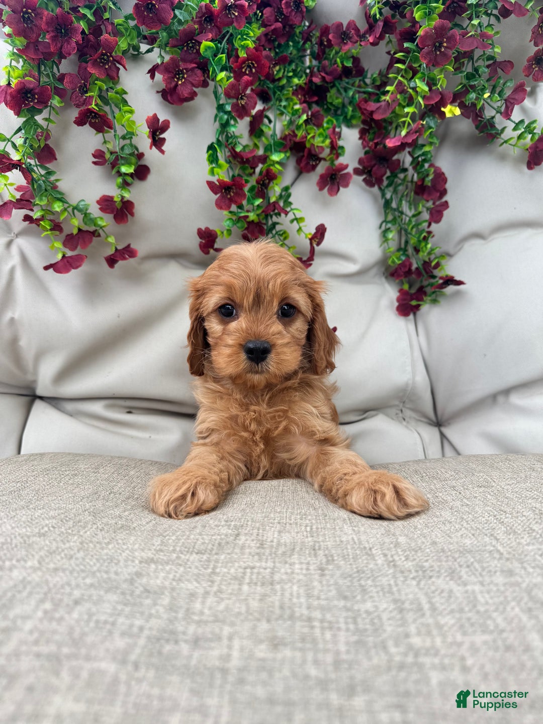 Cavapoo dogs for sale: Jasper - Ad 2