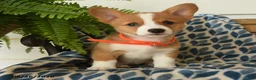 Welsh Corgi Pembroke dogs for sale: Wiggles - Ad 4