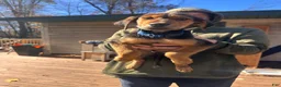 Mixed Breed dogs for sale: Mixed Breed 5 - Ad 3