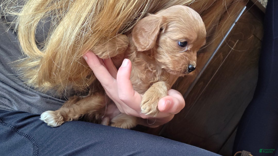 Cavapoo dogs for sale: Navaeh - Ad 11