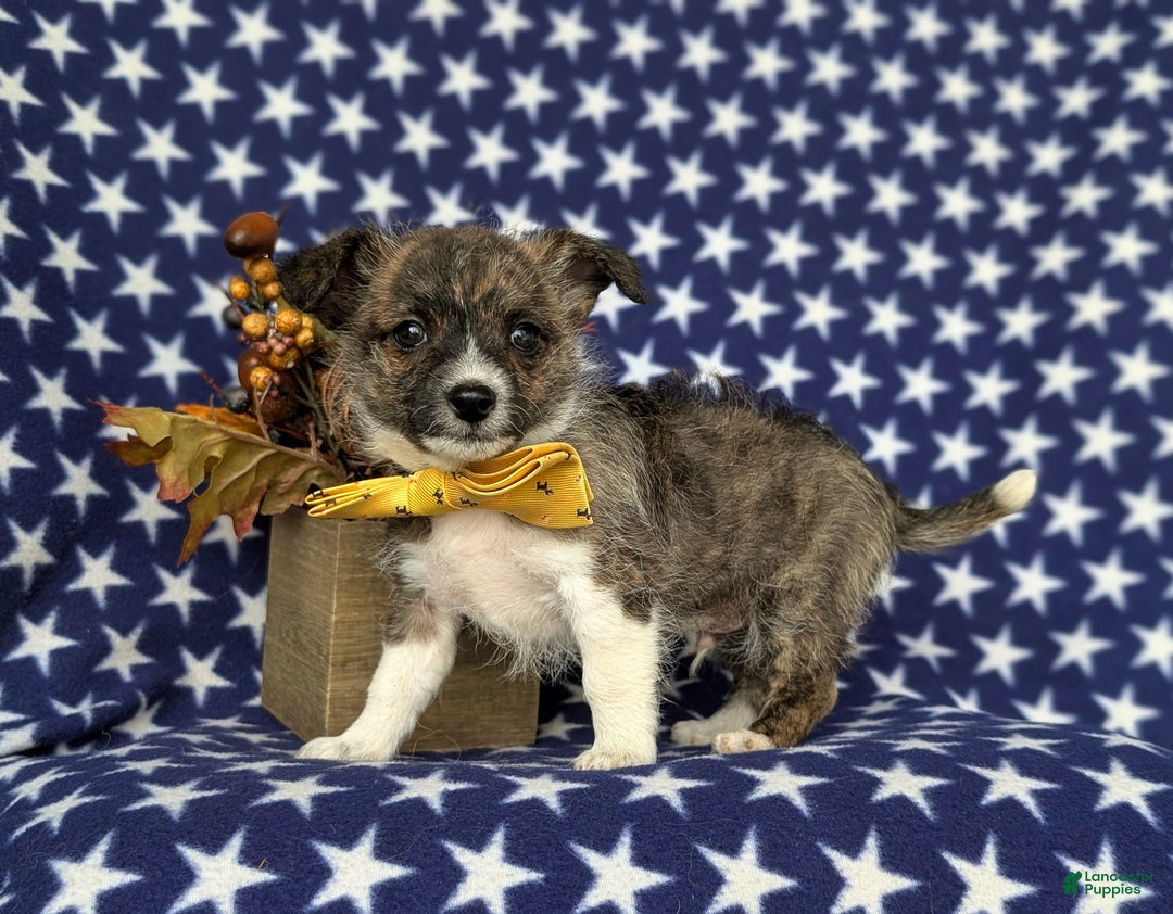 Mixed Breed dogs for sale: Rover 10 lbs Full Grown - Ad 4