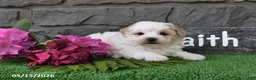 Maltipoo dogs for sale: Ricky - Ad 3