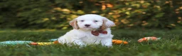 Cavapoo dogs for sale: Irving  - Ad 4