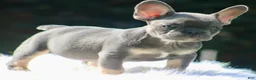 French Bulldog dogs for sale: Freddie  - Ad 10