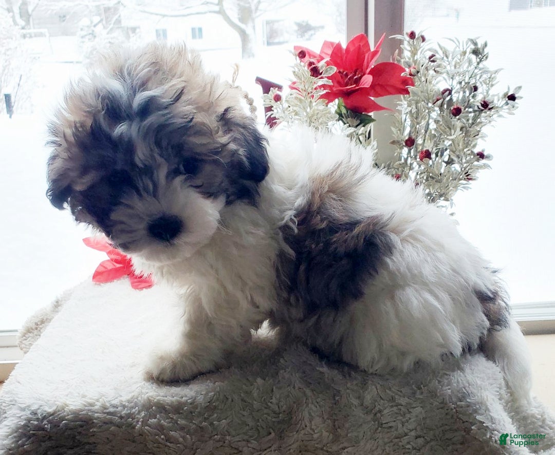 Teddy Bear dogs for sale: Buster - Ad 3