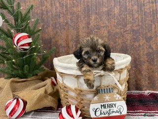 Shihpoo dogs Camden - Ad 41