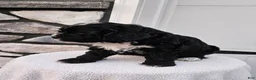 Mini Bernedoodle dogs for sale: Carrie - Ad 6