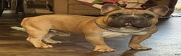 French Bulldog dogs for sale: Alex - Ad 24