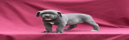 Cane Corso dogs for sale: Brooke - Ad 3
