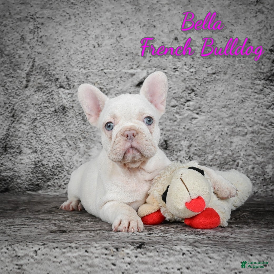 French Bulldog dogs Bella - Ad 26